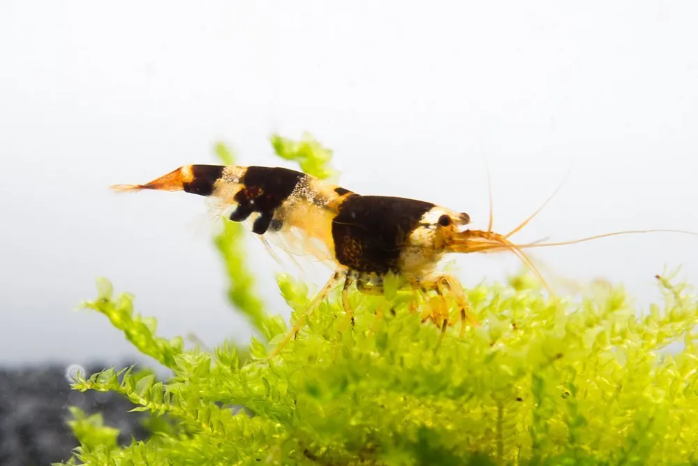 Crystal Black Shrimp (S-SS Grade)