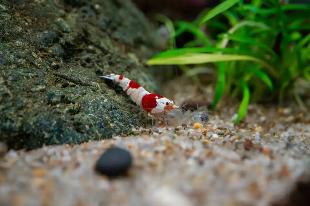 Crystal Red Shrimp (S-SS Grade)