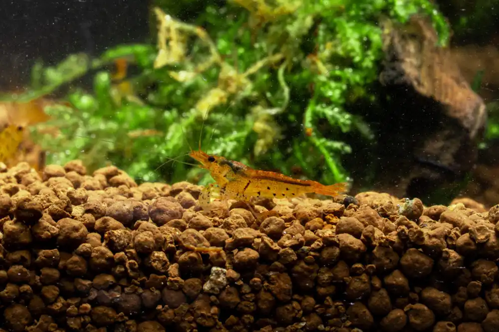 Tangerine Tiger Shrimp - JA