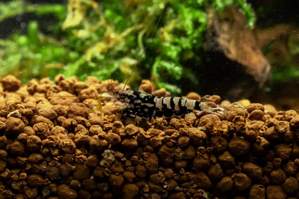 Black Pinto Shrimp - JA