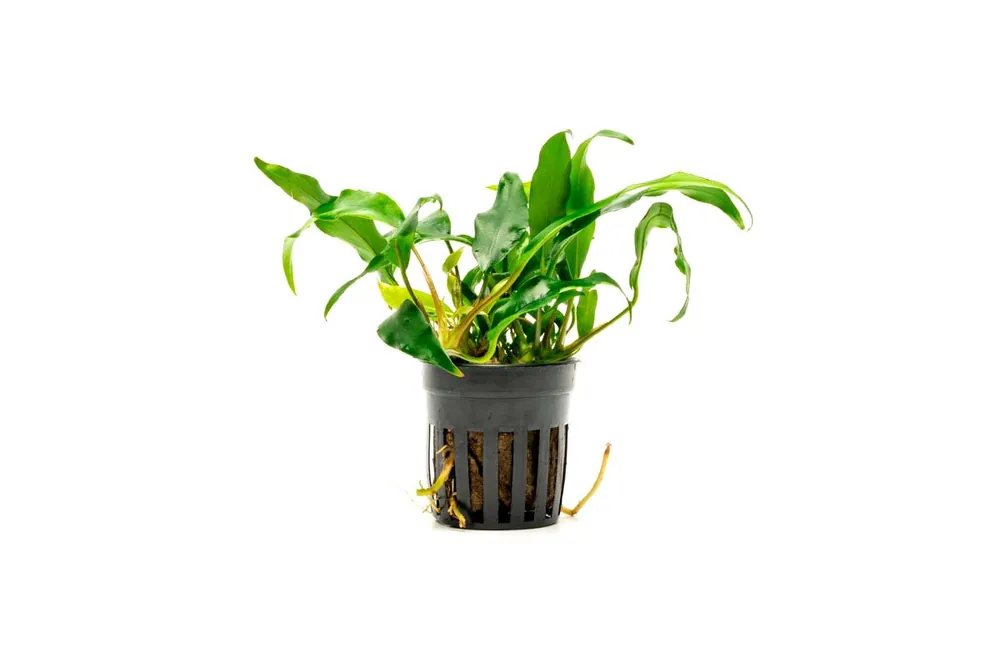 Anubias Minima - CPA