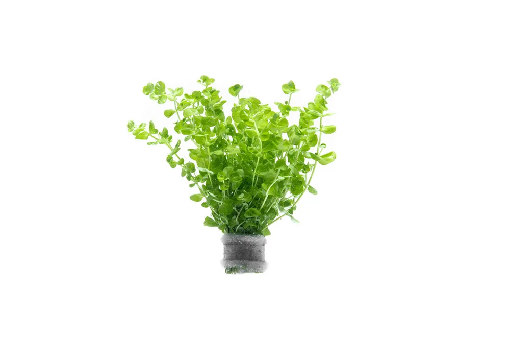 Micranthemum Umbrosum - ACW