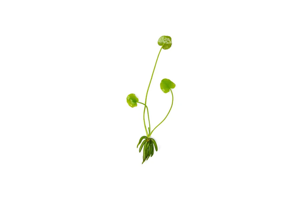 Nymphoides Aquatica / Banana Plant - ACW