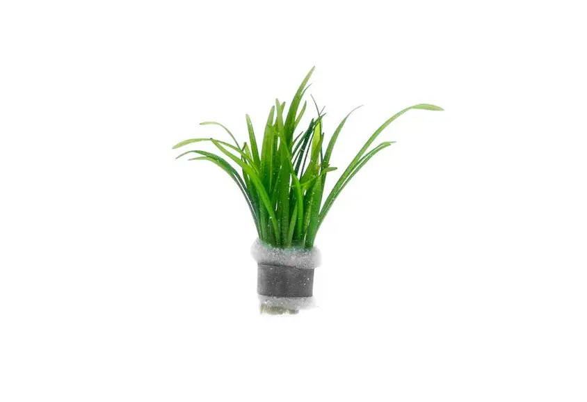 Sagittaria Subulata - ACW