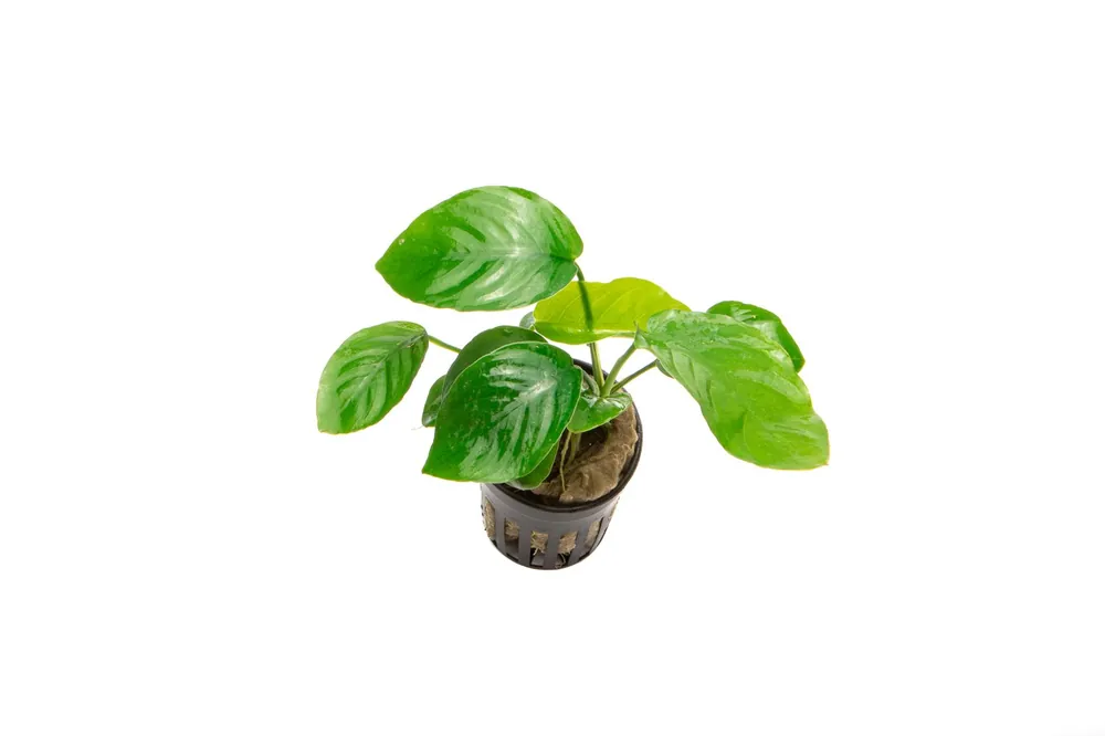 Anubias Barteri Butterfly - CPA