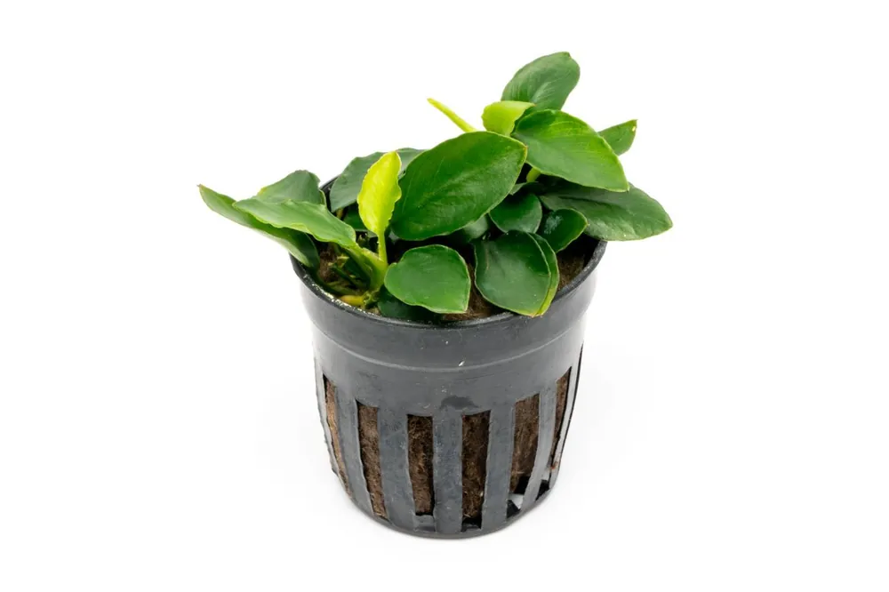 Anubias Nana Long Wavy - CPA