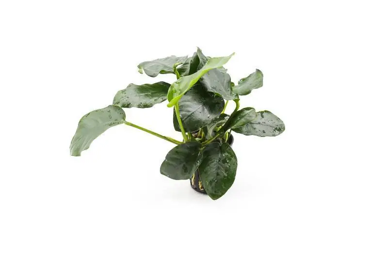 Anubias Nana Thick Leaf - ACW