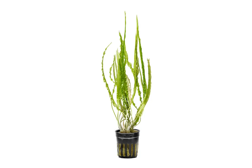 Cryptocoryne Balansae - ACW