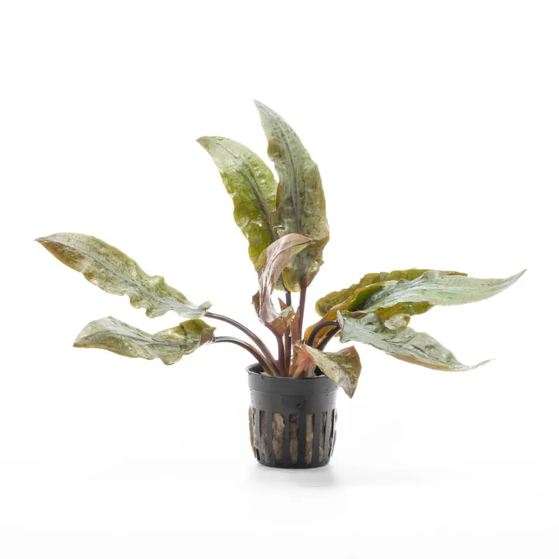 Cryptocoryne Undulata Hybrid (Hudoroi) - ACW
