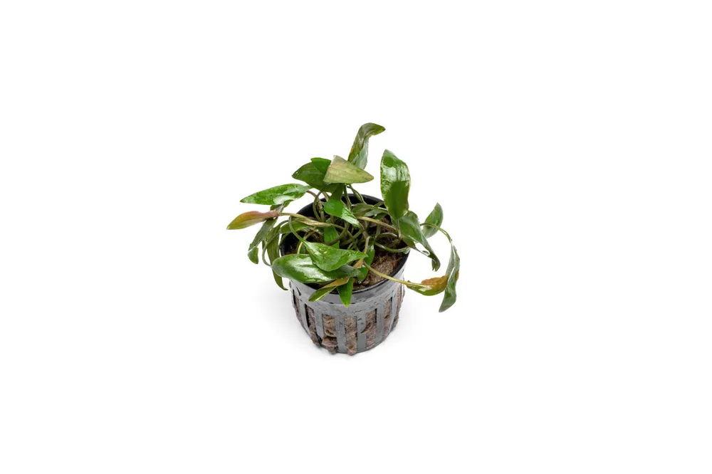 Cryptocoryne Beckettii - ACW