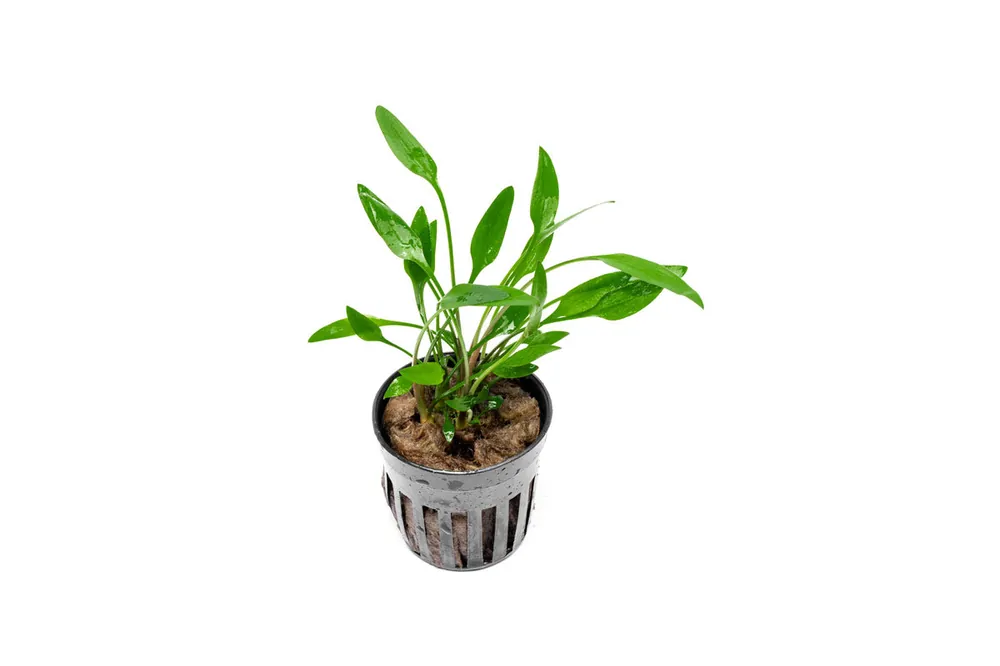 Cryptocoryne Lutea - ACW