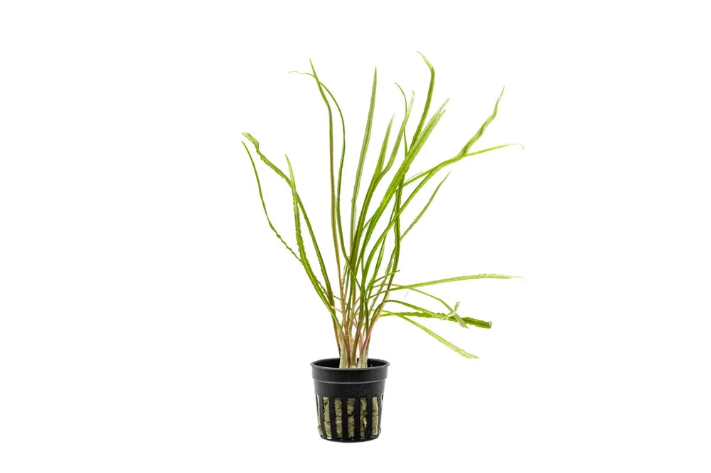 Cryptocoryne Retrospiralis - ACW