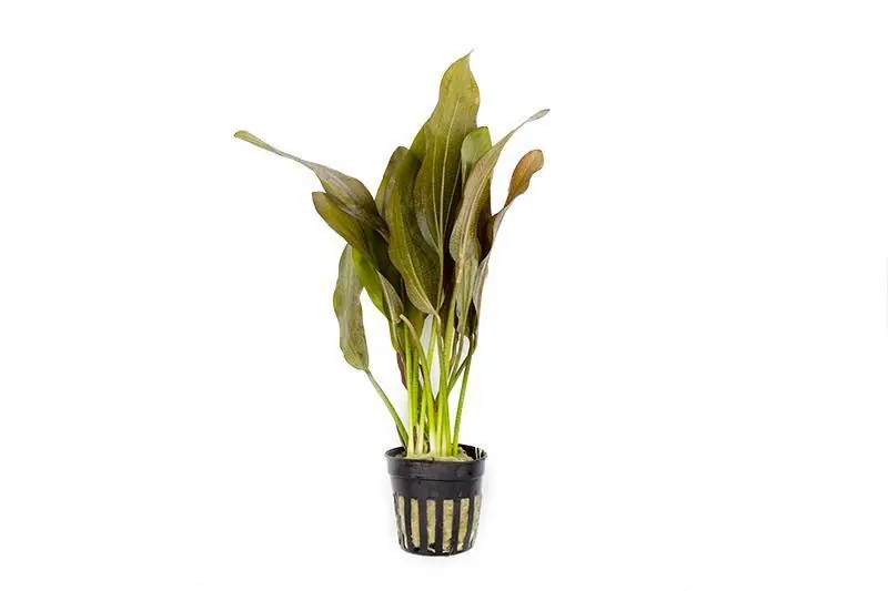 Echinodorus Rose - ACW
