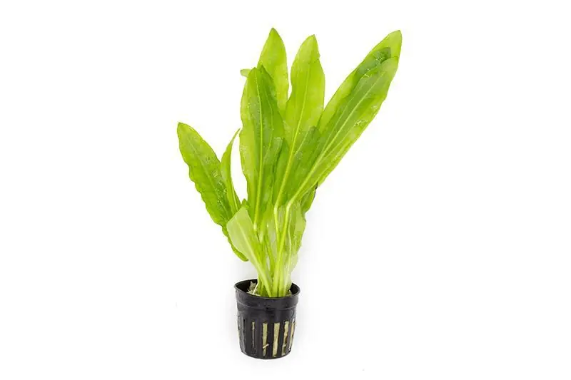 Echinodorus Major/Martii - ACW