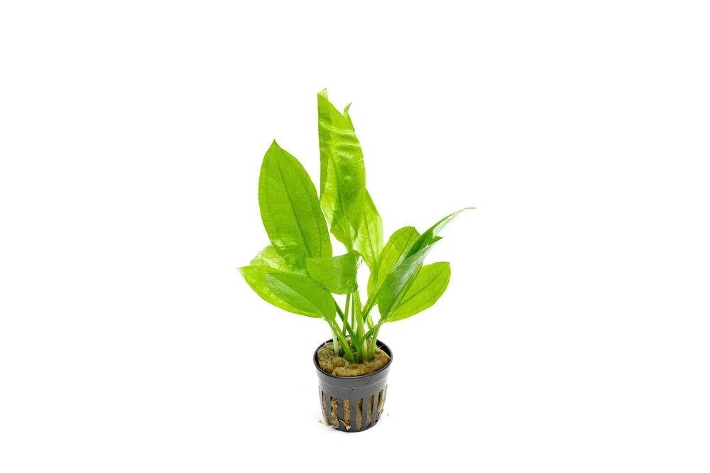 Echinodorus Bleheri / Amazon Sword - Regular