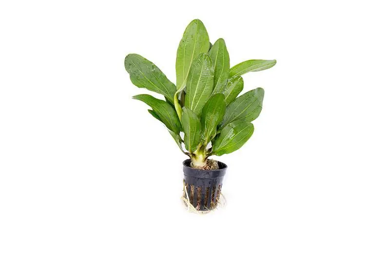 Echinodorus Red Rubin - ACW
