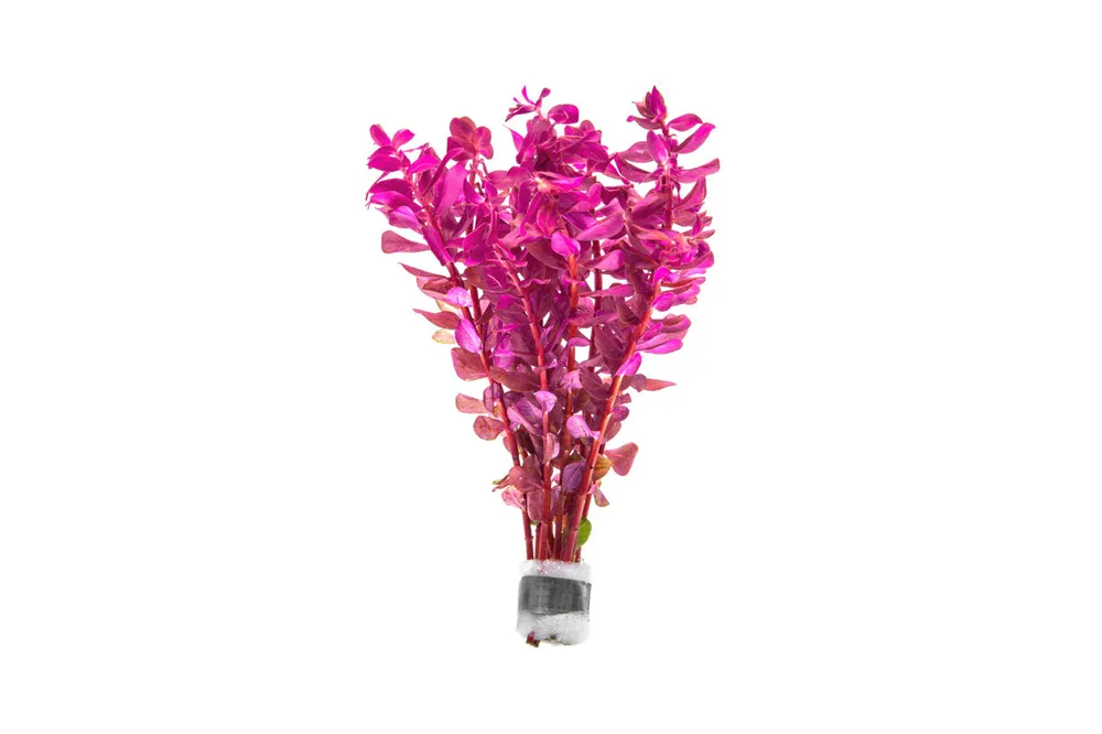 Rotala Macrandra Mini Pink - ACW