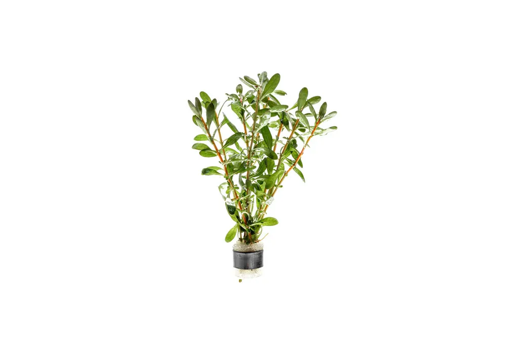 Ludwigia Inclinata - ACW