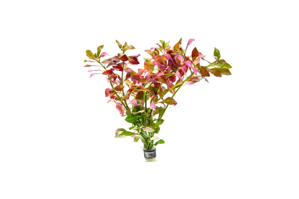 Ludwigia Ovalis - ACW