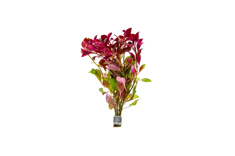Ludwigia Peruensis/Gladulosa var. Diamond - ACW