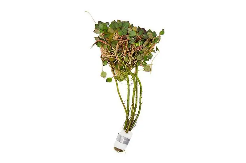 Ludwigia Sedioides - ACW