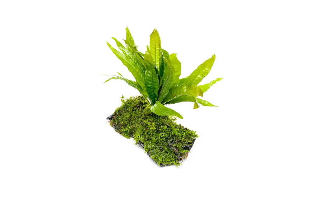 Christmas Moss and Java Fern on Driftwood - ACW