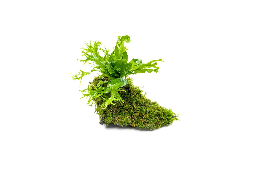 Christmas Moss and Windelov Java Fern on Driftwood - ACW