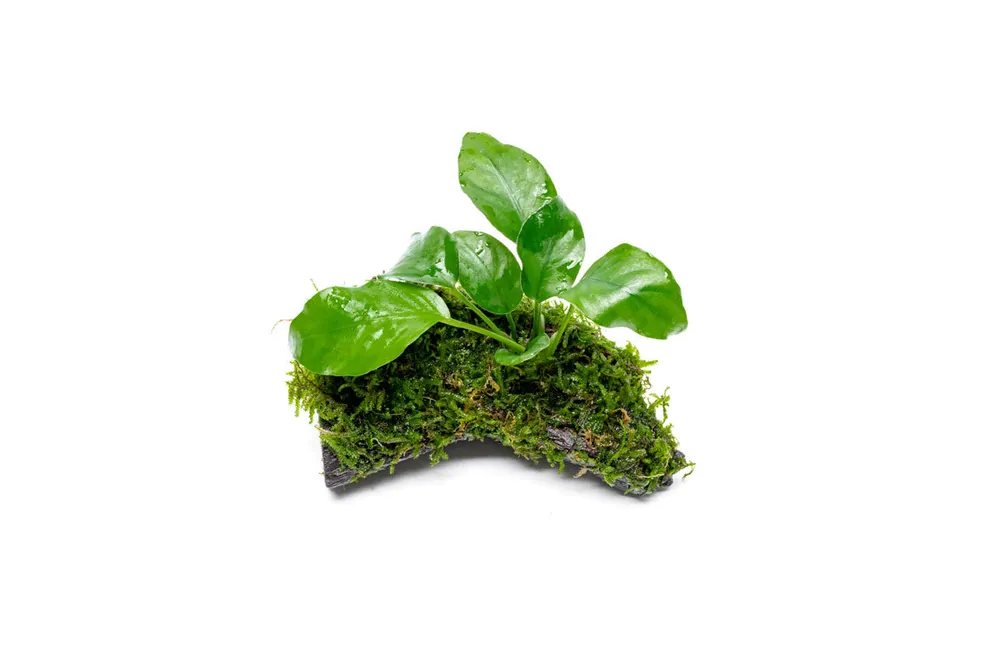 Anubias Nana and Christmas Moss on Wood - ACW