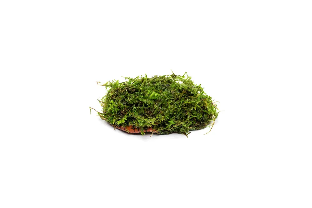 Christmas Moss on Clay - ACW