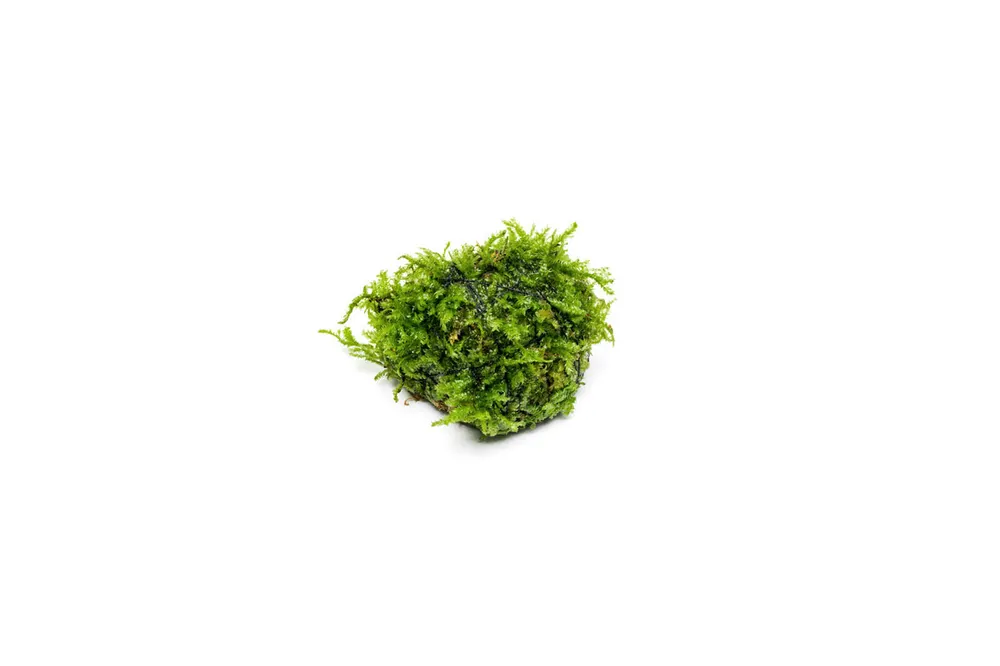 Christmas Moss on Lava Stone - ACW