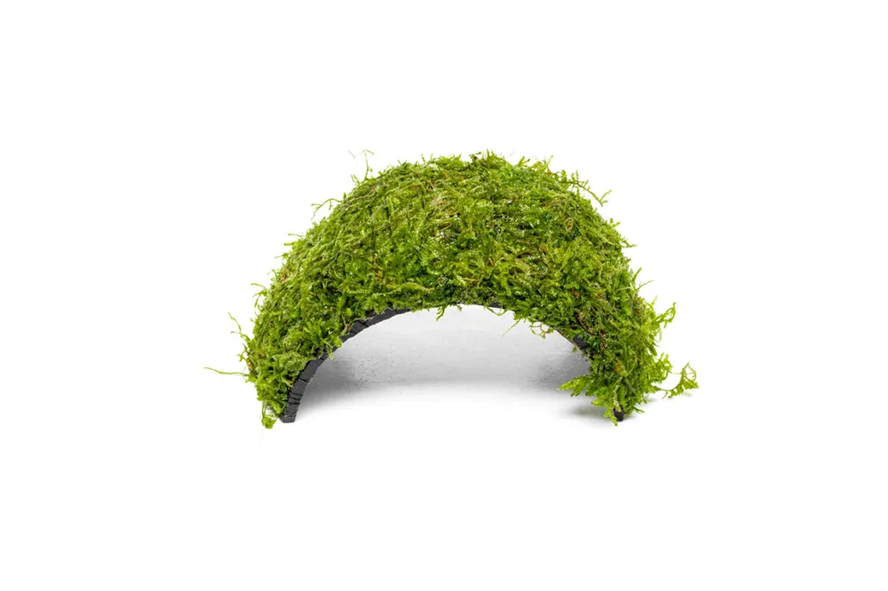 Christmas Moss on Coconut Shell Bridge - ACW