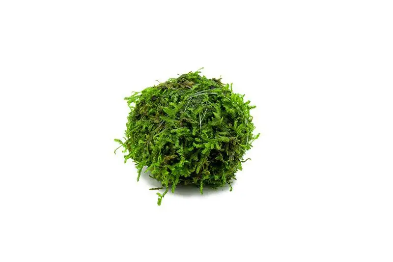 Floating Christmas Moss Ball - ACW