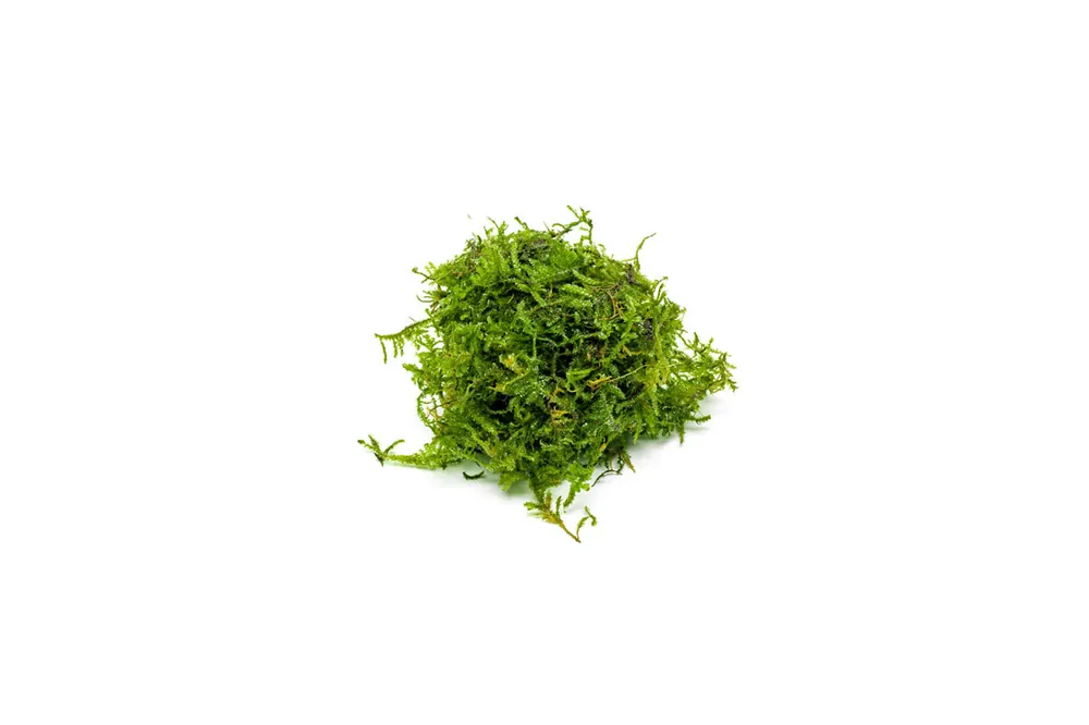 Christmas Moss - ACW