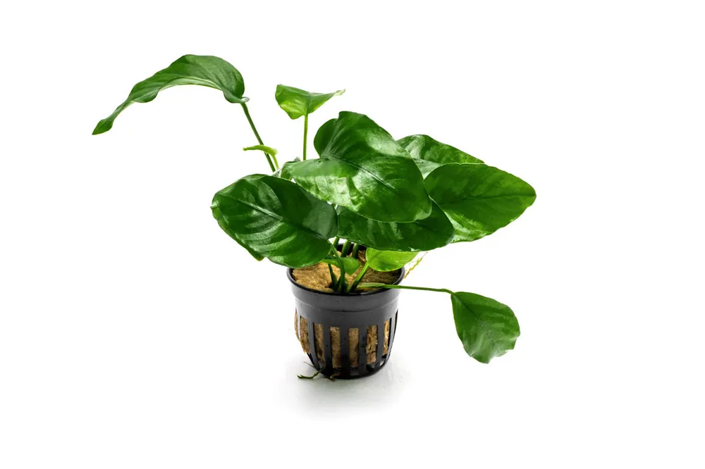 Anubias Barteri - ACW
