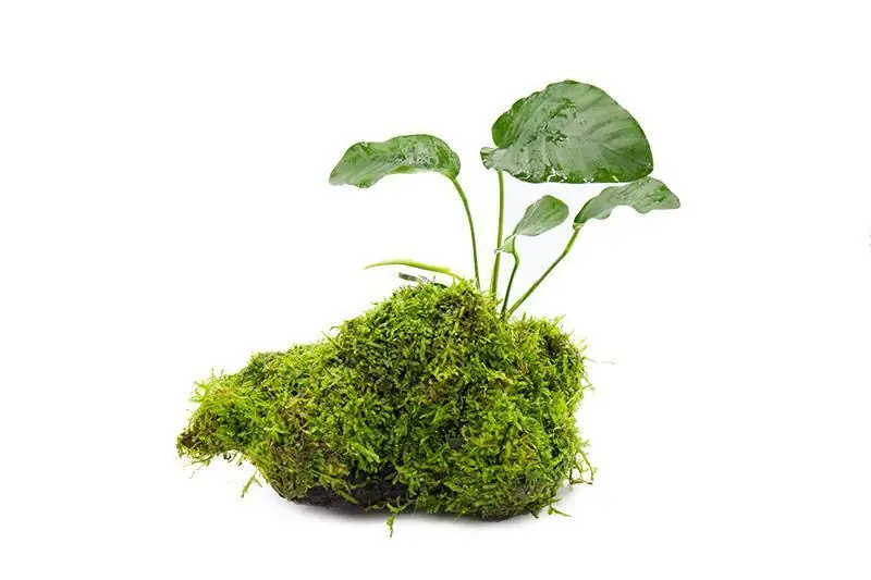 Christmas Moss and Anubias Barteri on Driftwood - ACW