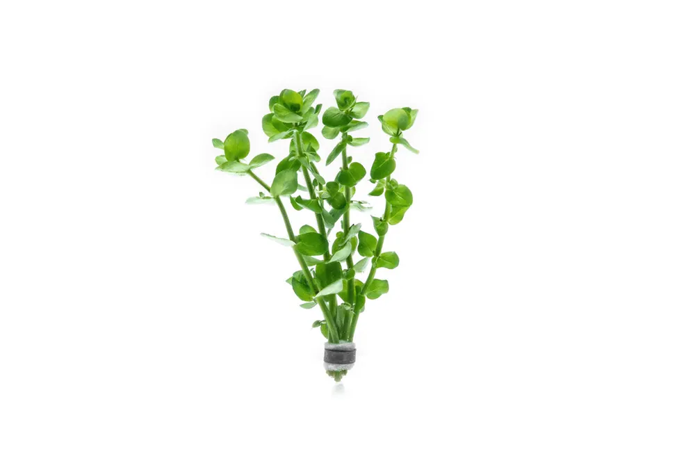 Bacopa Amplexicaulis - ACW