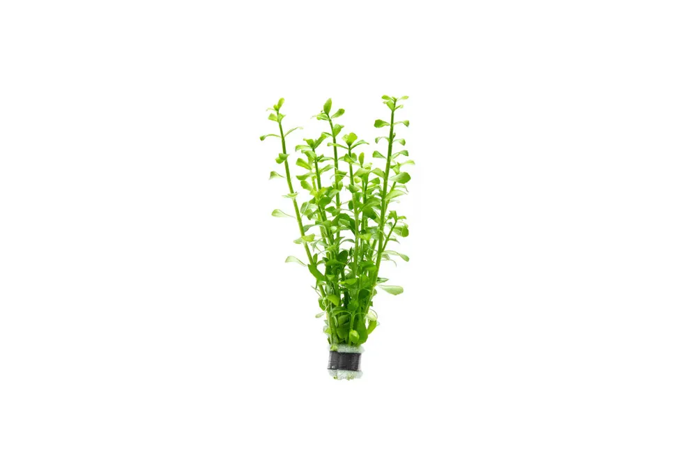 Bacopa Monnieri - ACW