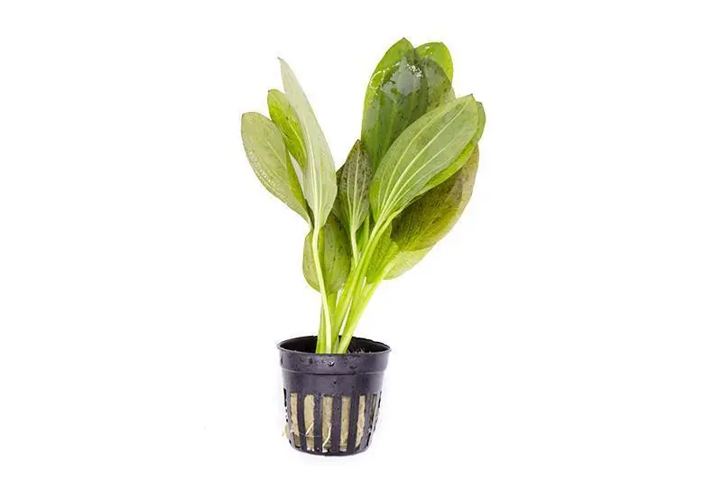 Echinodorus Ozelot Green - ACW