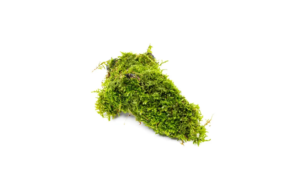 Christmas Moss on Driftwood - ACW