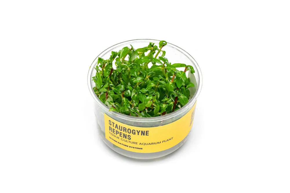 Staurogyne Repens UNS Tissue Culture - UNSTC