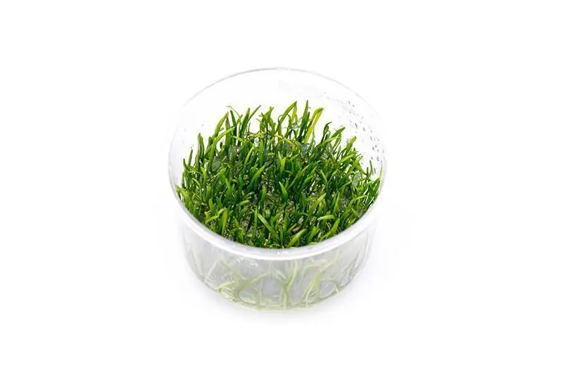 Micro Sword / Lilaeopsis Novaezelandiae UNS Tissue Culture - UNSTC