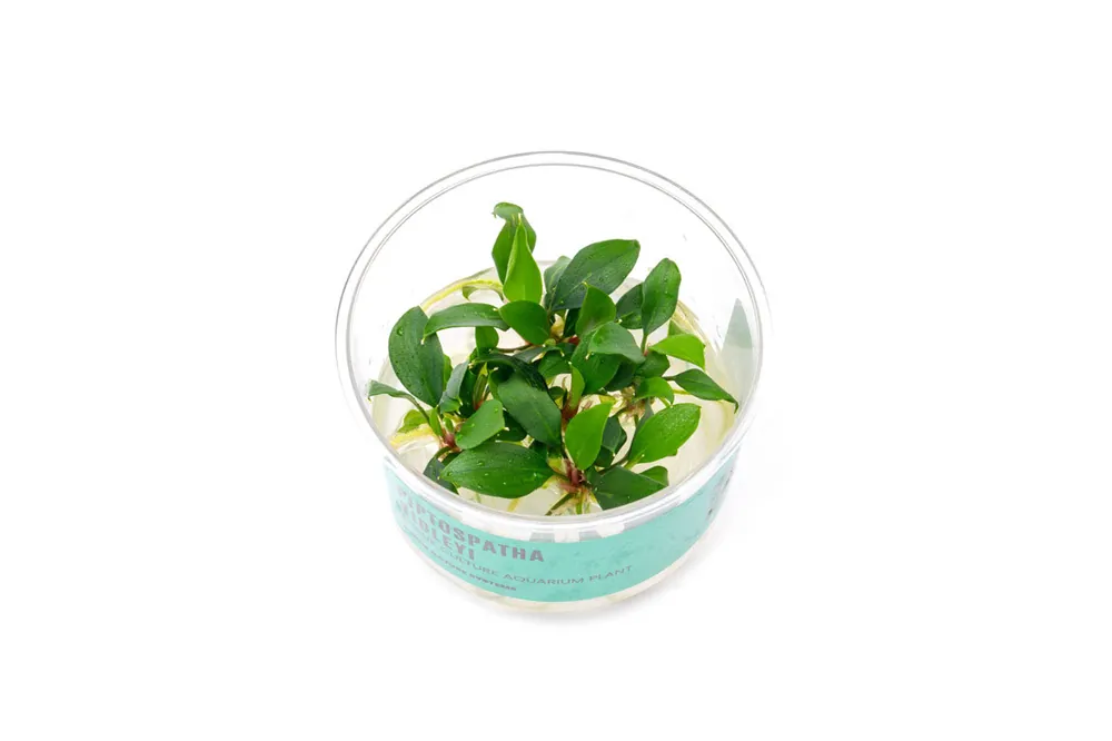 Piptospatha Ridleyi UNS Tissue Culture - UNSTC