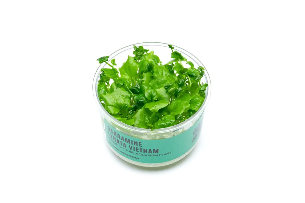 Cardamine Lyrata Vietnam UNS Tissue Culture - UNSTC