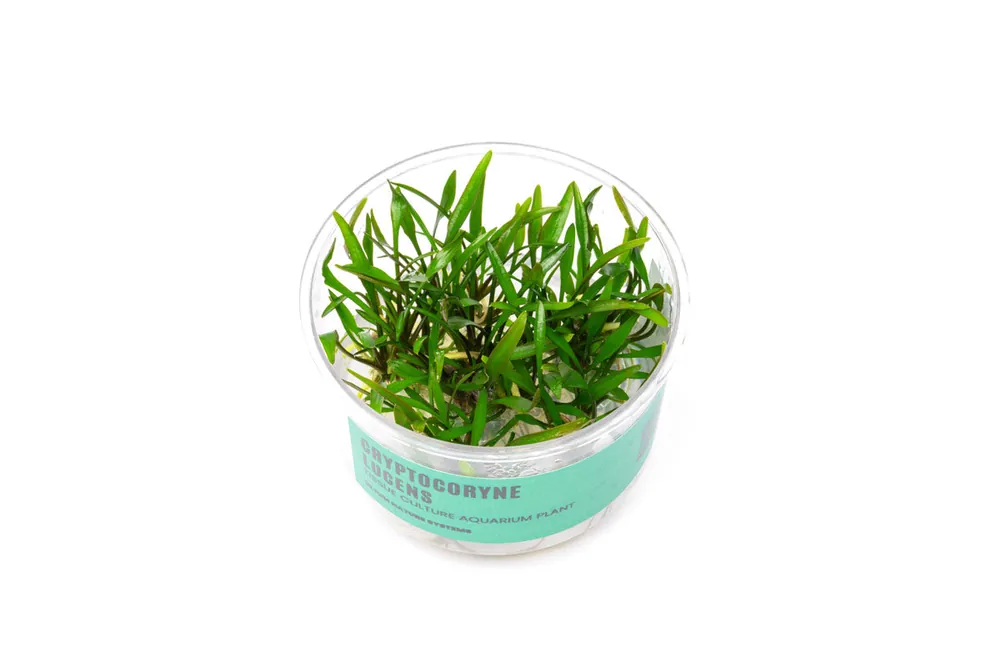 Cryptocoryne Lucens UNS Tissue Culture - UNSTC