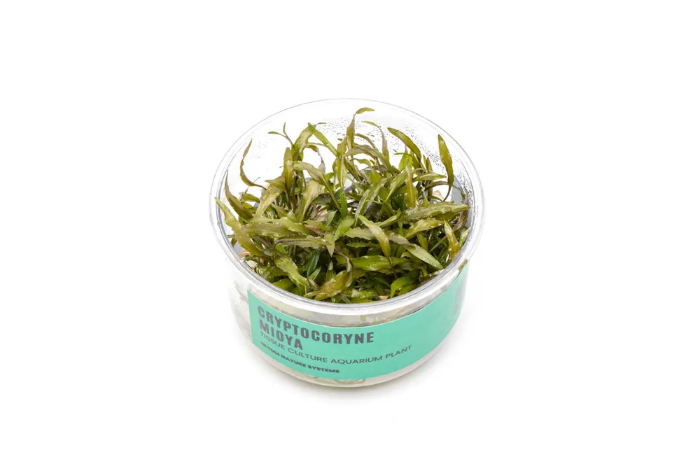 Cryptocoryne Mioya UNS Tissue Culture - UNSTC