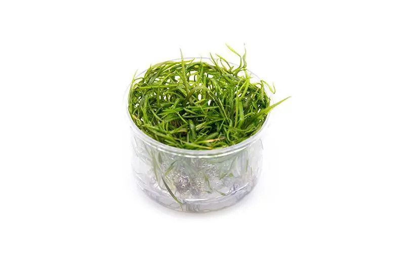 Cryptocoryne Crispatula Tonkinensis UNS Tissue Culture - UNSTC