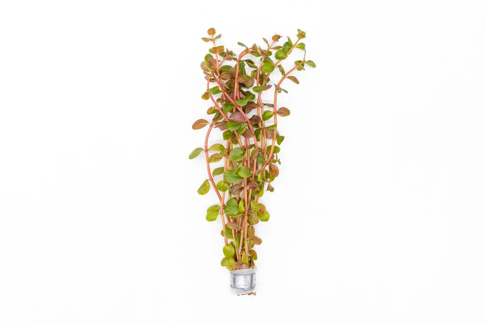 Rotala H'Ra - ACW