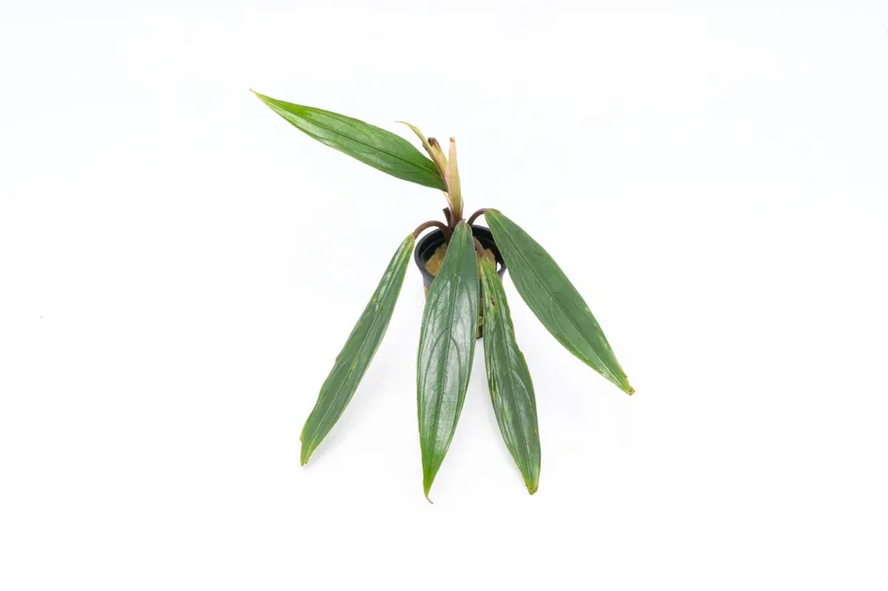 Bucephalandra Goliath