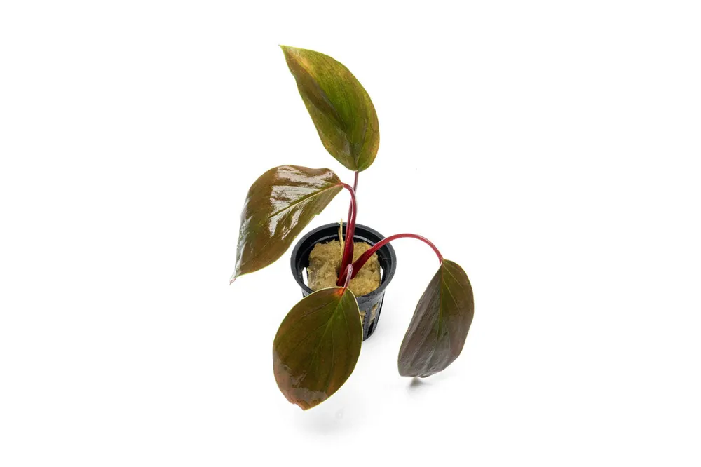 Homalomena Insignis - BUCE