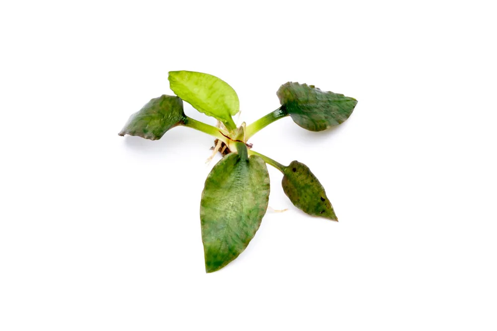 Cryptocoryne Silver Queen - BUCE